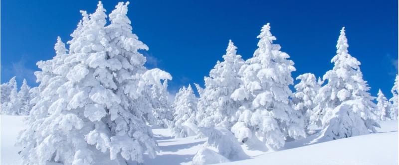 Snowy Trees Banner