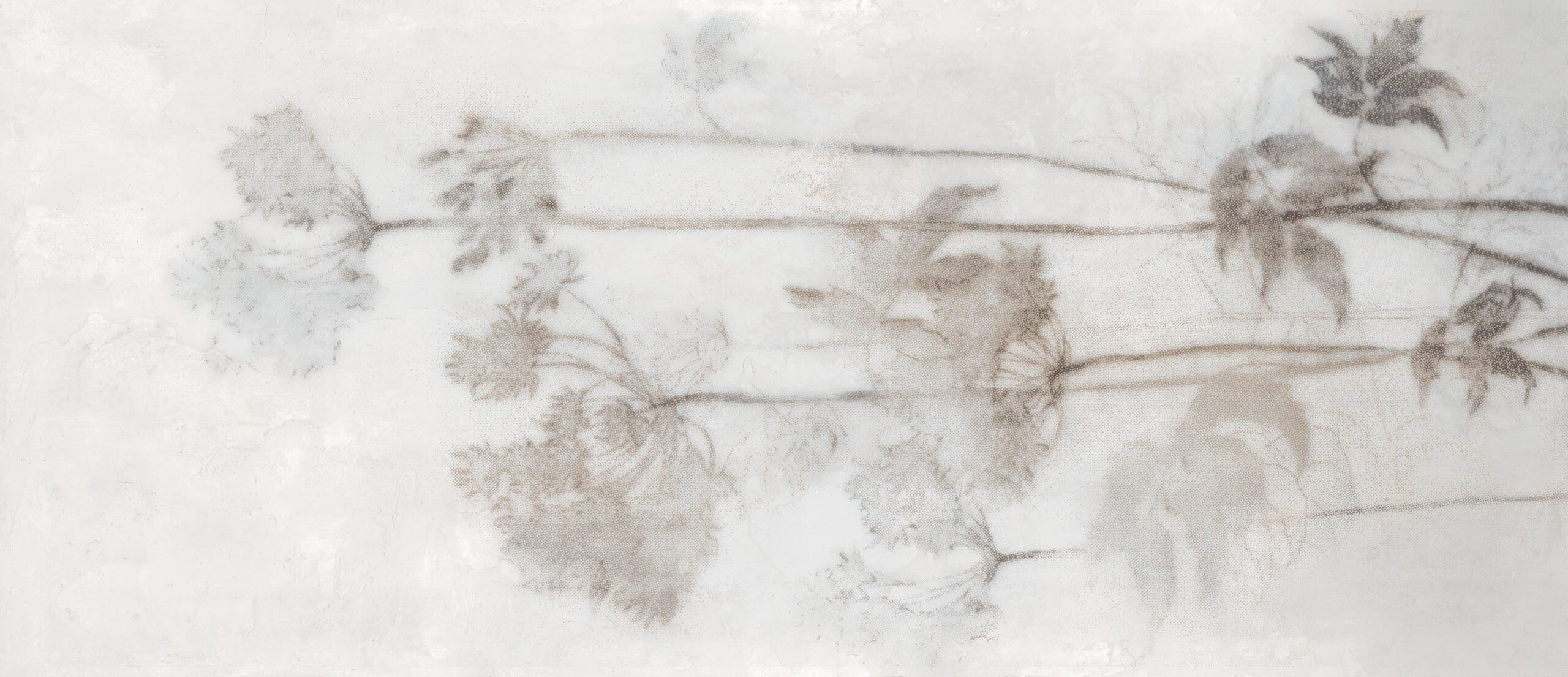 Botanicals_Warm Dandelion